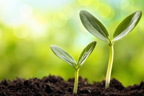 Ferti-Facts: Pre-Plant & At-Plant Fertilization