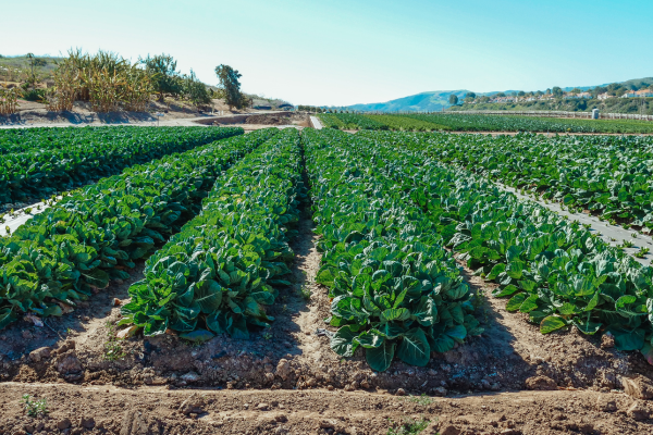 Ferti-Fact Nitrogen: Fertilizing, Crop Responses, Deficiency Symptoms